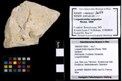 Foto (Objekt + Etiketten) von Longodromites angustus (Reuss, 1858) 